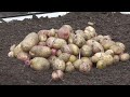 I Grew Potatoes 3 Ways to See What Method Is Best?