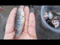 Thử tìm kiếm hải sản trên bờ biển Vũng Tàu || Ngọc Cao