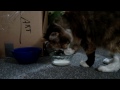 Cat doesn't understand how to drink milk