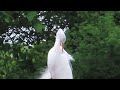 Great Egret pruning and trying to stay cool. Relaxing nature sounds.