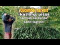 Dumami na uli ang bulaklak ng ating mga talong ll Spray fungicide with insecticide.