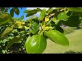 Intermittent Time-lapse Mowing PLUS Speed Tour of Orchard