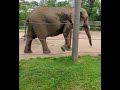 DANCING GIANT ELEPHANTS # DRINKING, EATING THEY WERE ENJOYING INSIDE THE FENCE.