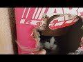 АБГРЕЙД  #КАРТОННОЙ  #КОРОБКИ #СМЕШНЫЕ #КОШКИ #Cardboard box upgrade #Funny Cat #CAT HOUSE