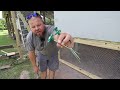 DIY chicken coop build! EASY TO CLEAN! #768