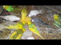 Love Birds Eating Sweet Corn: Adorable Snack Time! 🌽❤️ | My Pets My Garden