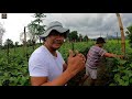 MALUPIT NA TEKNIK AT PARAAN SA PAG AALAGA NG TALONG/EGGPLANT