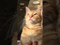 Cat Cute Channel || Catsworldshabeenkhan