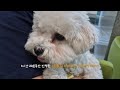 [Vlog]서울동물복지지원센터 산책교육 후기  #강아지브이로그 #강아지일상  #강아지산책 #산책훈련