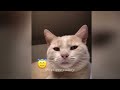 CLASSIC Dog and Cat Videos😹🐕1 HOURS of FUNNY Clips😍