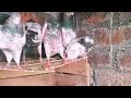 40 kabutar for sale//high flying pigeon sale//pigeons in pakistanfor sale//@Lahorepigeons86//#viral