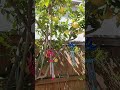 Wind chimes on the lemon tree and chirping birds