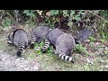 Raccoon family encounter by Lost Lagoon in Stanley Park