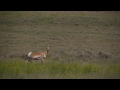 Pronghorn: Experts in Speed and Sight