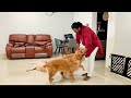 Life with 3 Golden Retrievers - Welcoming Dad Home