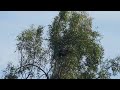 Sycamore Island Bald Eagle Fledge