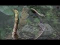 পৃথিবীর সবচেয়ে বিষাক্ত সাপ | most venomous snake in the world