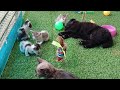 FUNNIEST Animals Caught on Camera😼🐕‍🦺The puppy, kitten, and duckling having lunch together.