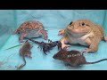 Amazing Asian Bullfrog Vs Scorpion and Mouse !! Mr LuckyFrog Feeding