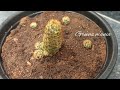 Best Potting mix for cactus and succulents/How to repot cactus and babies