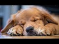 Deep Sleep Dog Music & Separation anxiety🐶💖Dog Relaxation Music🎵stressed dog🐶healingmate