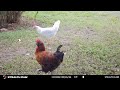 Stealth Cam DS4K Ultimate: Chicken Cam August 2024