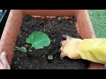 How to Grow/ transplant taro plants/Kochu Muki/Eddoe plants in Container Shoker Bagan UK 2024