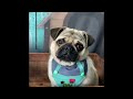 Funniest Animals 2024 🤣😅 New Funny Cats and Dogs Videos 😸🐶