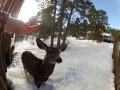 Cute kids feeding carrots to a deer