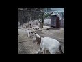 😍🐶 Try Not To Laugh Dogs And Cats 🐕😂 Funny And Cute Animal Videos 2024 #16