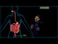 Digestive System in Human | CBSE Class 10 Science Chap - 6 (Biology) | Life Processes | Toppr Study