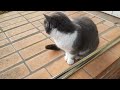 ВЕСЕЛЫЕ ВЕСЕННИЕ КОТИКИ  FUNNY SPRING CATS