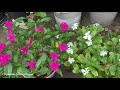 Summer flowering plants || दैज्लां बोथोरनि बारबायथानाय बिबार || बारगासिनो आंनि बागानाव समायन2