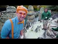 Blippi Visits Penguins at the Zoo! | Educational Animal Videos for Kids