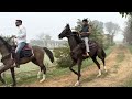 horse riding for 52 km by long riders of punjab with marwari horses