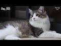 Norwegian Forest Cat Growth, Cute 6-month-old Cat Growth Diary