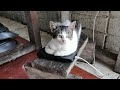 cat enjoying the music from the phone