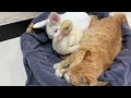 I was shocked! Orange is the most rabbit-loving kitten in the world.😂Animals live in peace.So funny