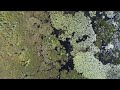 Drone flights over pond