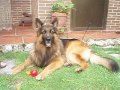 Bosco, the lovely german shepherd, being told that his human sister is coming to see him soon