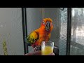 Sun Conure - 25 years old.