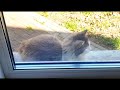 БЕЗДОМНЫЙ КОТ ГОРМОН. HOMELESS STRAY CAT