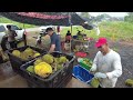 “300KG Habis Dijual dalam 1jam！送试吃,大家吃到开心笑不停”(下集) “Dapat Rasa,Semua Makan Gembira & ketawa (Part 2 )