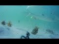 I Filmed! My CUT BAIT Underwater And This Is What I Saw