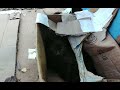 Kitten of the box