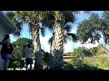 Tree Trimming Palms - Sun Joe SWJ800E