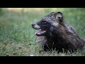 raccoon dog in heatwave