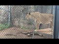 Lionesses roaring at the Indianapolis Zoo