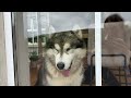 Adorable Baby Malamute Meets Pygmy Goats For The First Time