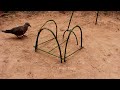 Easy Put Dove Trap Using Wood Work 100%